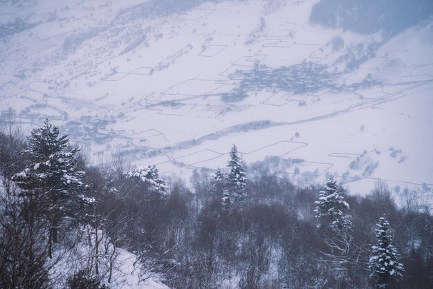 Abetos nevados en las montañas