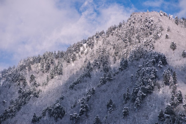 Abetos nevados en las montañas