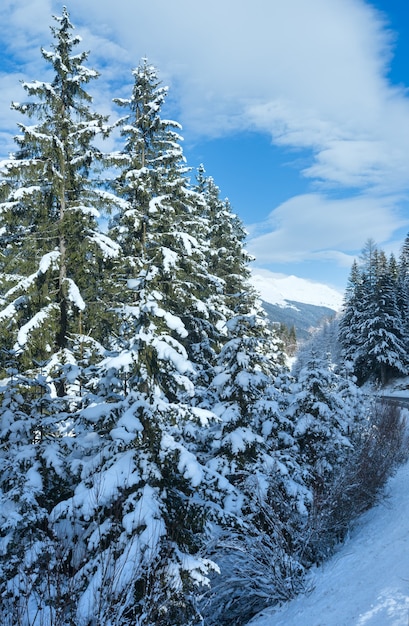 Abetos nevados na beira da estrada