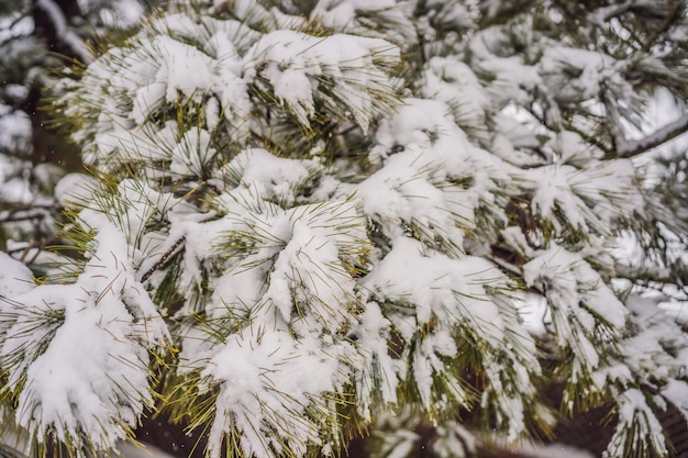 Abetos en la nieve en el bosque