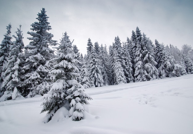 Abetos en la nieve del invierno