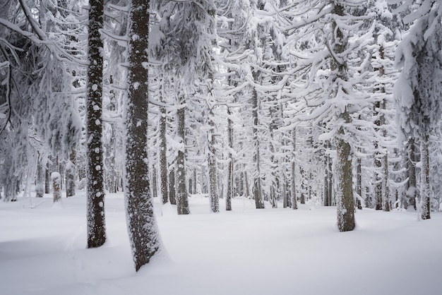 Abetos en la nieve