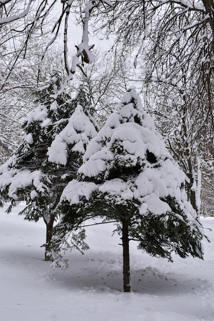 Foto abetos en la nieve