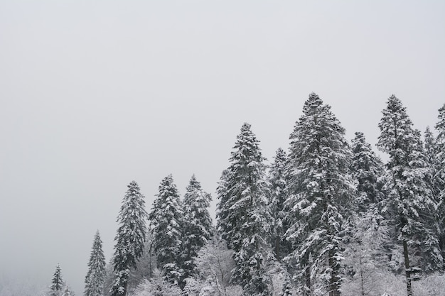 Abetos no inverno cobertos de neve