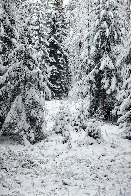 Abetos pequenos cobertos de neve em uma floresta no inverno