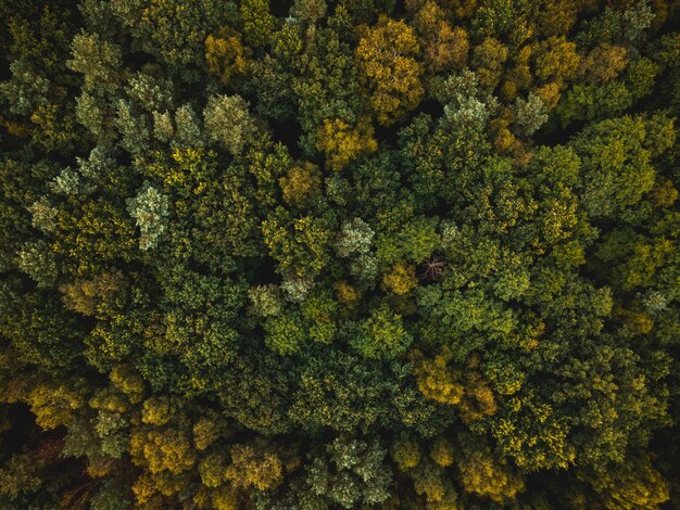 Abetos y pinos en el bosque otoñal Vista de arriba hacia abajo Drone