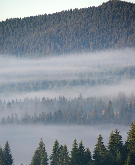 Abetos en un prado por la voluntad de bosques de coníferas en montañas nubladas