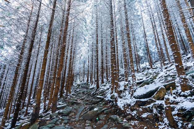 Abetos velhos e densos crescem em uma encosta nevada nas montanhas em um dia nublado e nublado de inverno