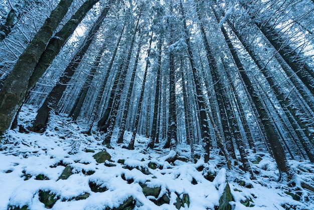 Abetos velhos e densos crescem em uma encosta nevada nas montanhas em um dia nublado e nublado de inverno