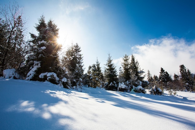 Abetos vermelhos de inverno brilhando pela luz do sol nas montanhas dos Cárpatos na Ucrânia, Europa.