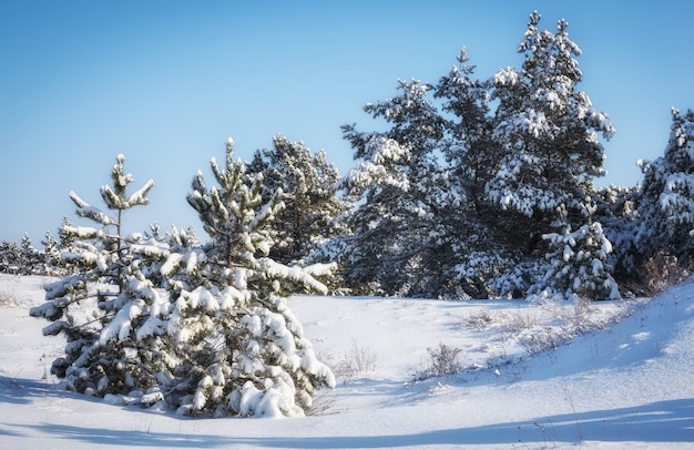 Abetos vermelhos majestosos, cobertos de gelo e neve, brilhando à luz do sol.