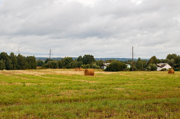 Abgeerntetes Feld durch Wald unter bewölktem Himmel