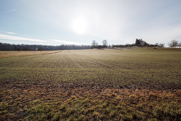 Abgeerntetes Feld mit Überresten der Pflanzen auf einem Ackerland mit Hügeln und blauem Himmel