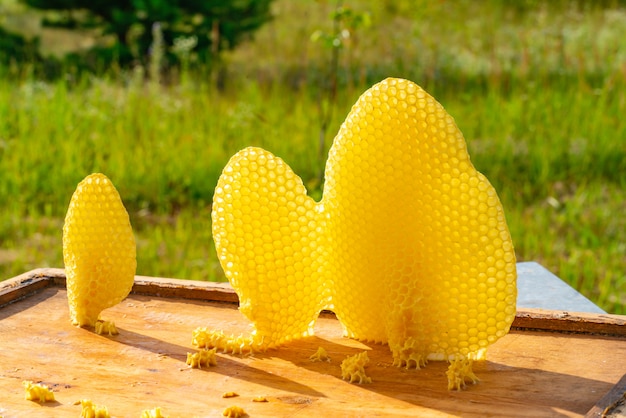 Abgerundete Bienenwabe mit Honig stehen auf dem Bienenstock im Sommer im Garten.