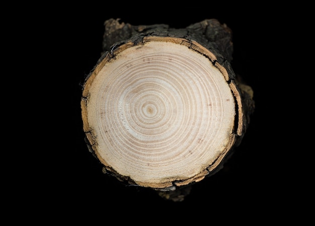 Foto abgesägte stämme, die den querschnitt der hartholzmaserung freilegen