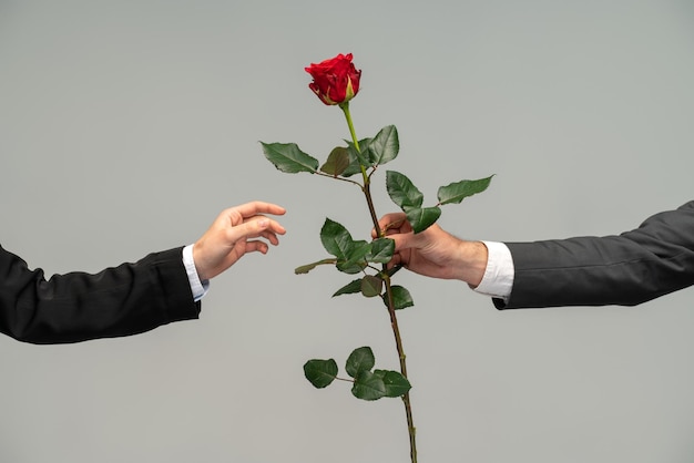 Abgeschnittene Ansicht des jungen Mannes, der seiner Freundin auf grauem Hintergrund eine rote Rose gibt Romantische Paare und Liebeskonzept Stock Foto