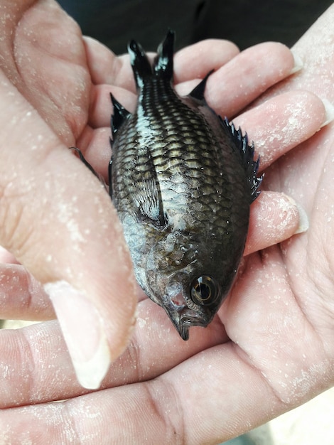 Abgeschnittene Hände einer Frau, die einen toten Fisch hält