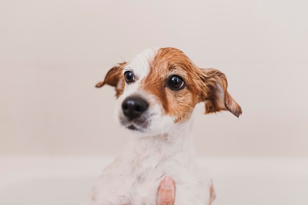 Abgeschnittene Hände einer Person, die einen Hund badet