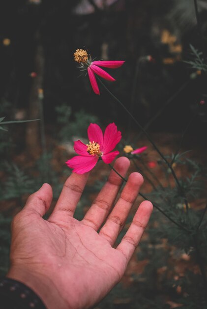 Abgeschnittene Hand berührt eine rosa Blume