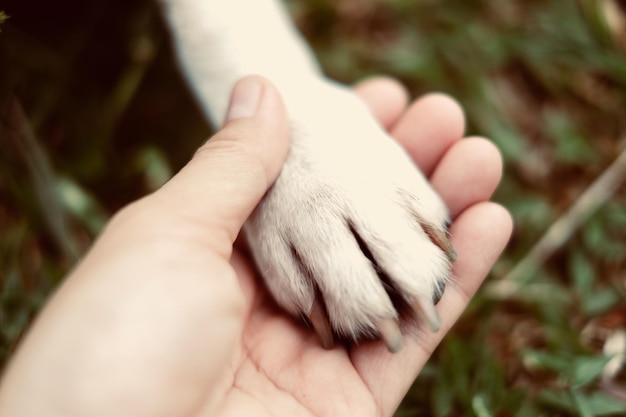 Foto abgeschnittene hand, die die pfote hält