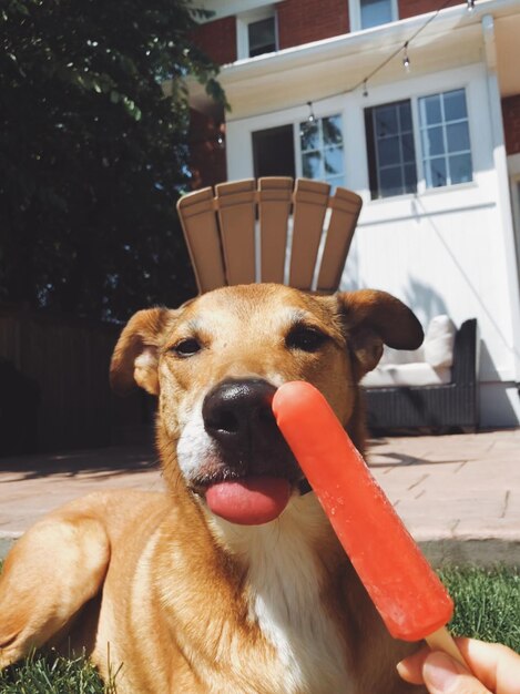 Abgeschnittene Hand, die geschmackvolles Eis von einem Hund im Garten hält