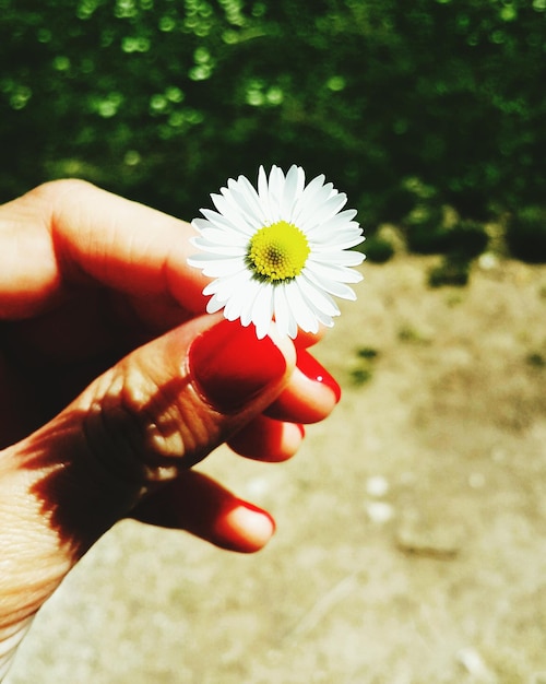 Foto abgeschnittene hand einer frau, die ein weißes gänseblümchen hält