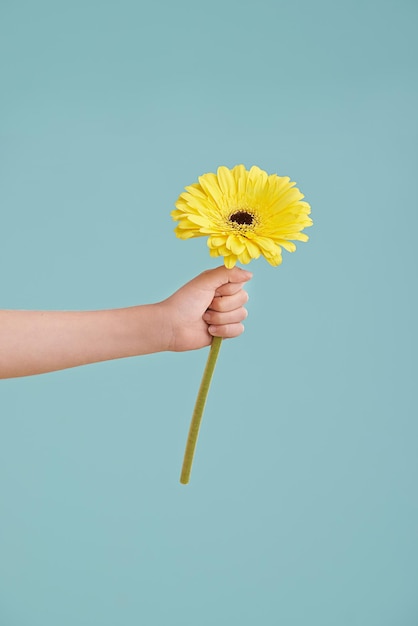 Abgeschnittene Hand einer Frau, die eine gelbe Blume gegen einen klaren Himmel hält
