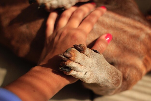 Foto abgeschnittene hand einer frau, die einen hund berührt