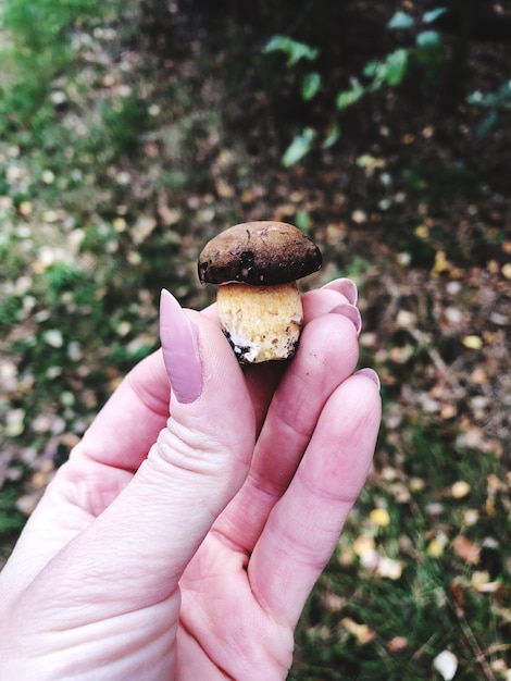 Abgeschnittene Hand einer Frau, die einen Pilz auf dem Feld hält