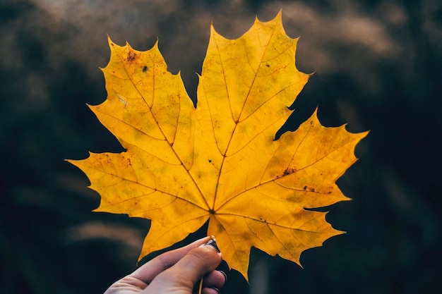 Abgeschnittene Hand einer Frau, die im Herbst ein trockenes gelbes Blatt hält