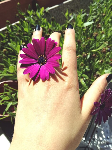 Foto abgeschnittene hand einer frau mit lila blüte an einem sonnigen tag