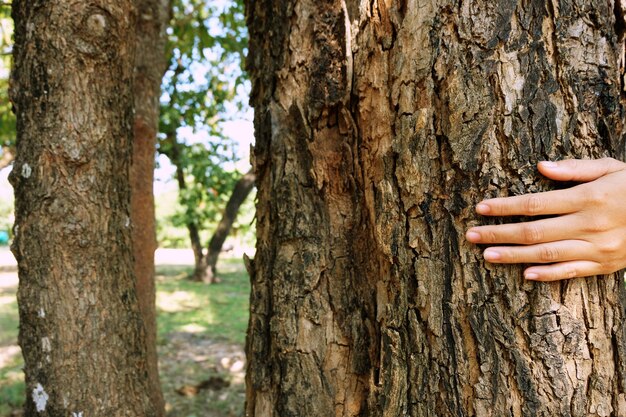 Foto abgeschnittene hand einer person, die den baumstamm berührt