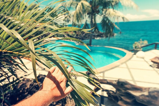 Foto abgeschnittene hand einer person, die ein palmblatt gegen das meer berührt