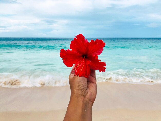 Foto abgeschnittene hand einer person, die eine hibiskusblume am strand gegen den himmel hält