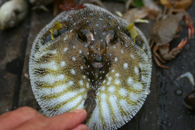 Foto abgeschnittene hand einer person, die einen ballonfisch hält