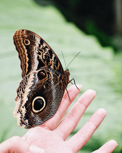 Abgeschnittene Hand einer Person, die einen Schmetterling hält