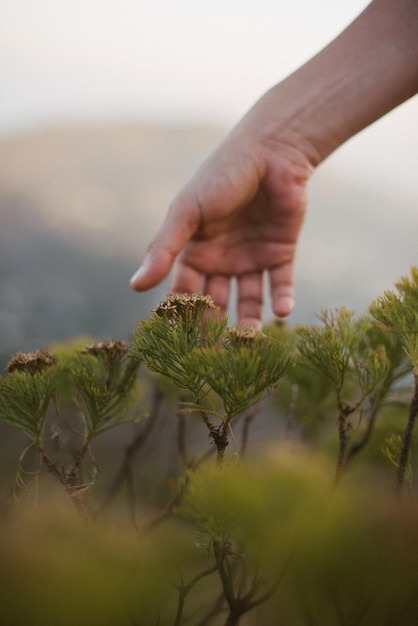 Foto abgeschnittene hand einer person, die pflanzen hält