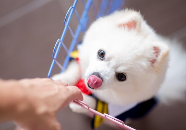 Abgeschnittene Hand einer Person mit einem Hund, der im Einkaufswagen steht
