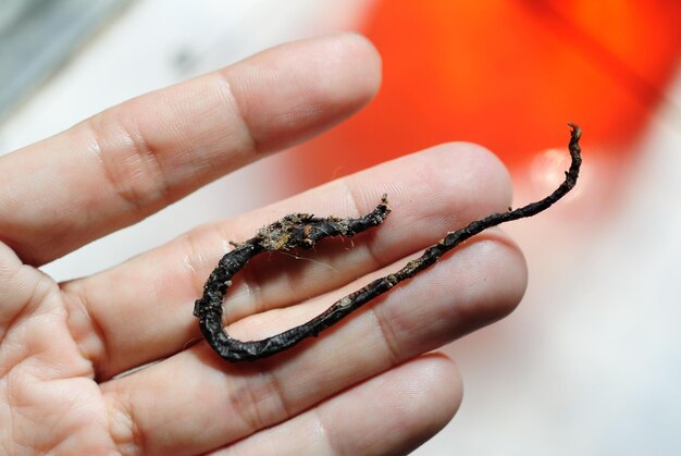 Foto abgeschnittene hand einer toten person regenwurm