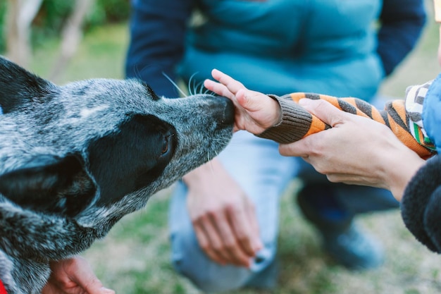 Foto abgeschnittene hand eines kindes, das einen hund auf dem feld berührt