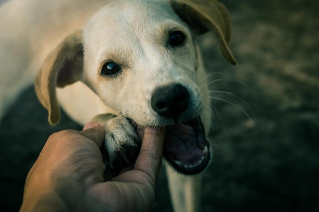 Abgeschnittene Hand eines Mannes, der einen Hund hält