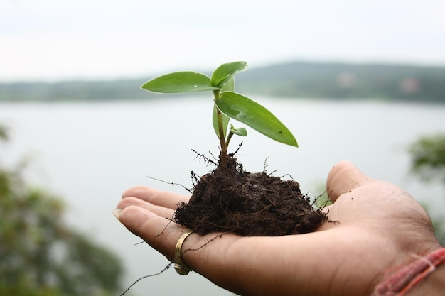 Abgeschnittene Hand eines Mannes, der einen jungen Baum gegen den See hält