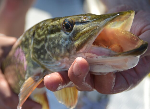 Foto abgeschnittene hand eines mannes, der fische hält