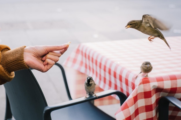 Foto abgeschnittene hand füttert vogel im freien