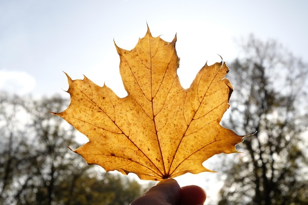 Abgeschnittene Hand hält ein trockenes Ahornblatt gegen den Himmel