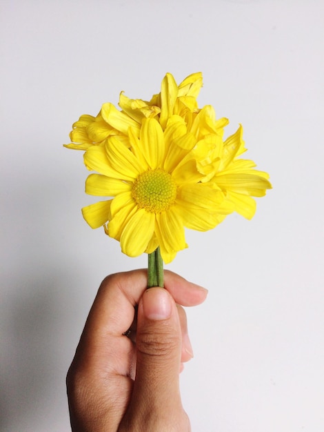 Abgeschnittene Hand hält gelbe Blumen vor weißem Hintergrund