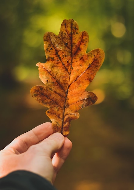 Abgeschnittene Hand hält trockenes Blatt im Freien