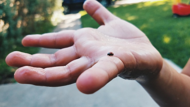 Foto abgeschnittene hand mit marienkäfer