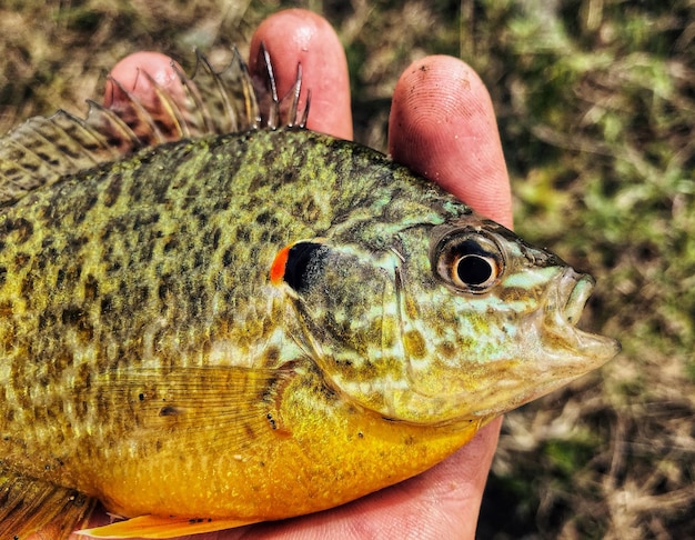 Foto abgeschnittener fisch, der die hand hält