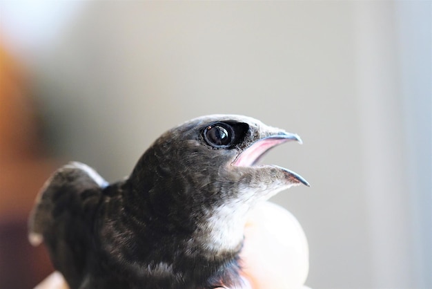 Abgeschnittener Vogel, der die Hand hält